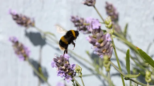 Bee taking off from Lavendar This nature macro photograph captures a bee taking off from a lavender flower in the afternoon during the summer season. The bee, one of the many insects essential to pollination, is shown in mid-flight above the vibrant lavender, with its wings slightly blurred from movement. Surrounding the bee, the plants display delicate purple flowers, which are characteristic of lavender and attract various pollinators such as bees. The image highlights the intricate relationship between bees and the plants they visit, showcasing the beauty and detail of flowering lavender in the warm afternoon sunlight of summer.